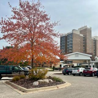 A vibrant autumn scene featuring a red-leaved tree in an urban setting.