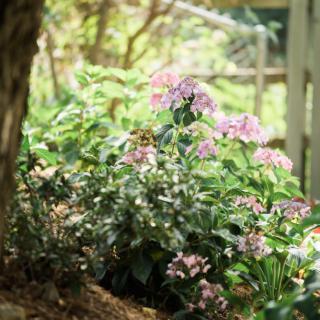 A serene garden scene featuring blooming flowers and lush greenery.