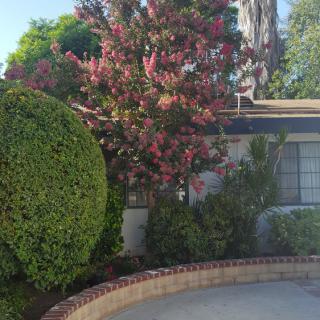 A garden with a variety of shrubs and a blooming tree in front of a house.