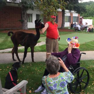 Residents enjoy a visit from a friendly llama, bringing smiles and joy to the community.
