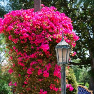 A vibrant display of pink bougainvillea surrounding a classic lamp post in a garden setting.