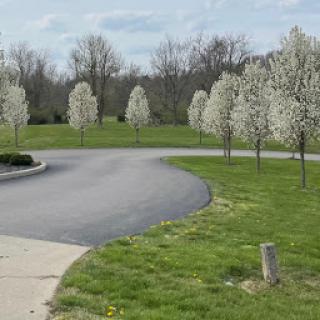A serene park scene featuring blossoming trees lining a curved pathway.