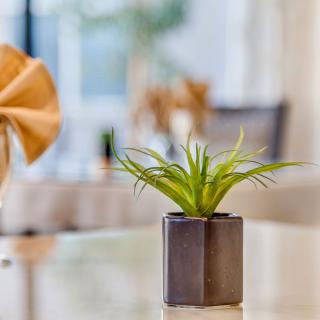 A small indoor plant in a modern pot placed on a reflective table.