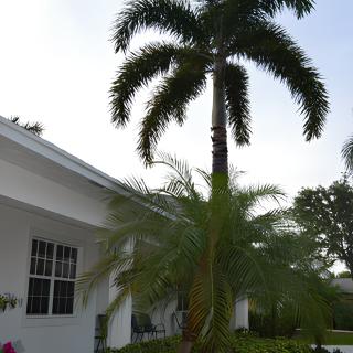 A tropical garden scene featuring a palm tree next to a white house.