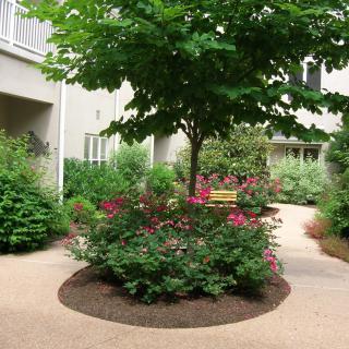 A serene garden with a central tree, surrounded by vibrant flowers and lush greenery.