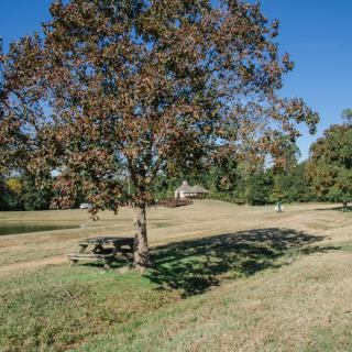A serene park scene with a tree and picnic bench under the blue sky.