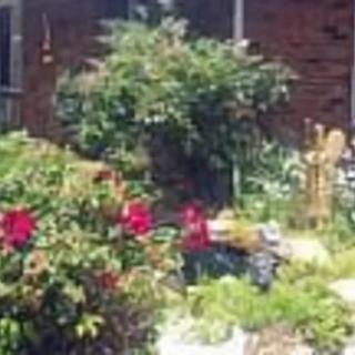 A vibrant garden with blooming flowers and lush greenery.