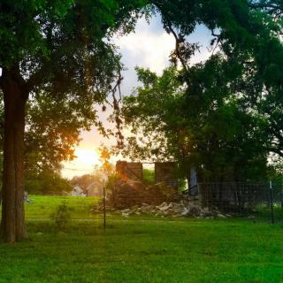 A serene sunset view through the trees, with vibrant green grass in the foreground.