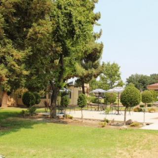 A serene garden landscape with lush greenery and tall trees.