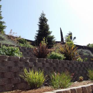 A landscaped garden with a tiered retaining wall featuring various plants and trees under a clear sky.