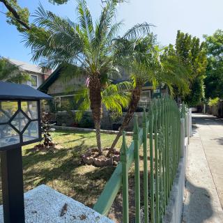 A sunny garden scene with palm trees, a green fence, and a lamp post along a paved pathway.