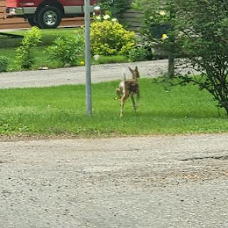 A deer spotted in a grassy area near a residential road.