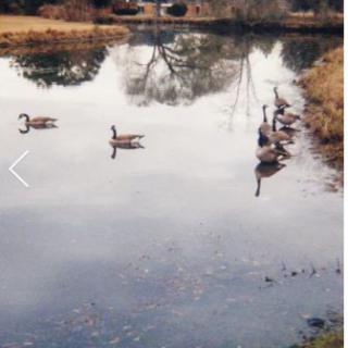 A serene pond with geese swimming and reflections of trees on the water.