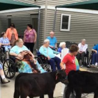 A group of seniors in wheelchairs enjoy an activity outdoors involving cows, accompanied by caregivers.