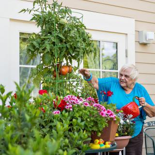 A senior woman tending to her garden, watering various plants and flowers on a sunny day.