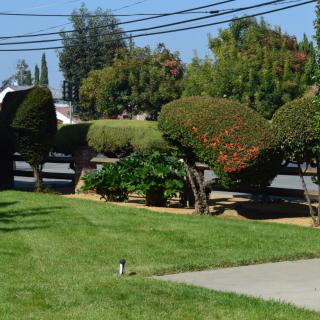 A suburban sidewalk lined with neatly trimmed shrubs and trees, adjacent to a well-maintained lawn.