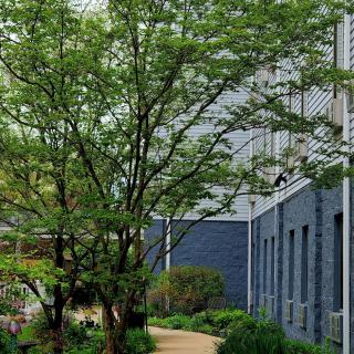 A tree-lined pathway beside a modern building with lush greenery.