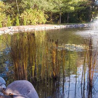 A tranquil pond surrounded by reeds and trees, with reflections on the water.
