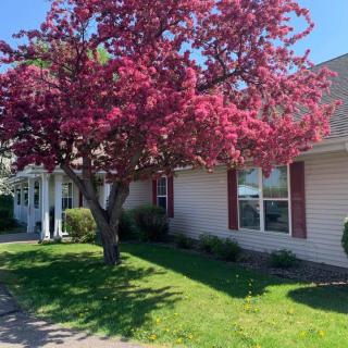 A vibrant tree with pink blossoms in front of a house.