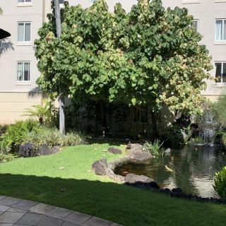 A serene garden with a pond and lush greenery next to a building.