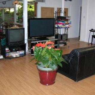 A cozy living room featuring a television, a couch, and a potted plant on hardwood flooring.
