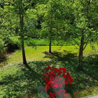 A tranquil view of a grassy area with trees and vibrant red flowers.