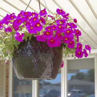A hanging basket filled with vibrant purple flowers under a covered patio.
