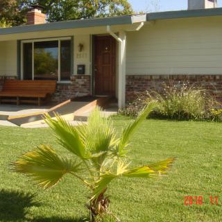 A small palm tree adorns the front yard of a residential house.