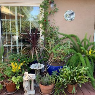 A vibrant collection of potted plants and flowers creating a lush outdoor space.