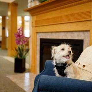 A small dog sitting on a blue chair in a cozy room with a fireplace and flower vase.