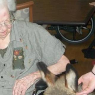 An elderly person interacting with a dog indoors, next to a wheelchair.