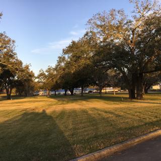 A serene park landscape featuring lush grass and tall trees under a beautiful evening sky.
