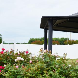 A serene garden with blooming roses under a gazebo.