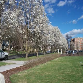A beautiful spring day with blooming trees and a clear blue sky.
