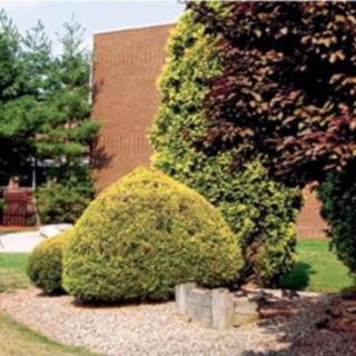 A landscaped garden with neatly trimmed bushes and trees in front of a brick building.