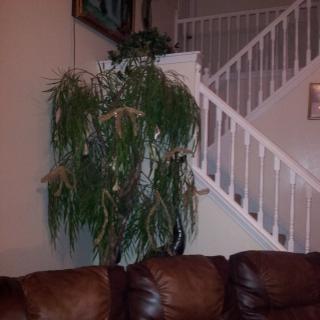 A cozy living room with a tall indoor plant beside the staircase.