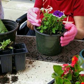 A person wearing pink gloves is potting a colorful flower in a green container during a gardening activity.