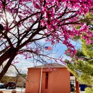 A vibrant tree in full bloom with pink blossoms stands near a building, waving the American flag under a bright sky.