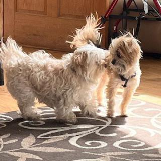 Two fluffy dogs playing together on a sunlit rug.