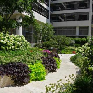 A lush garden with a winding pathway next to a modern building.