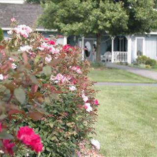 A serene garden with blooming roses in front of a charming house.