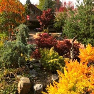 A vibrant autumn garden with a variety of colorful trees and plants.