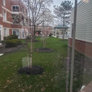 A view of a landscaped area within an apartment complex featuring trees and a grassy lawn.