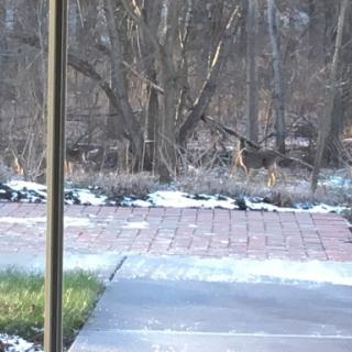 A serene winter scene with a pathway leading through a snowy landscape, surrounded by bare trees.