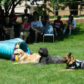 Three dogs participating in an outdoor dog show agility course with spectators watching.