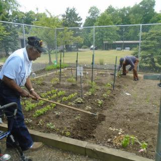 Two people tending to a community garden, working on planting and maintaining crops outdoors.