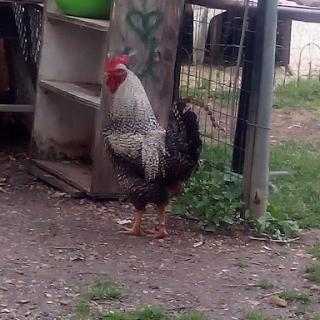 A proud rooster standing in a farmyard.