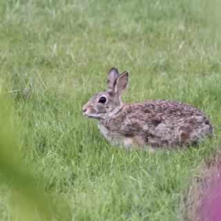 A rabbit sits quietly in the grassy field.