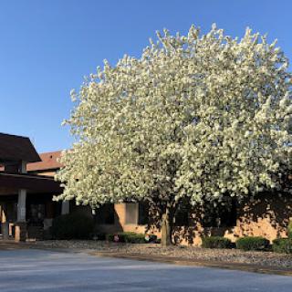 A beautiful flowering tree in front of a charming building under a clear blue sky.