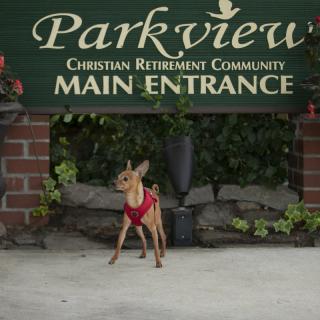 A chihuahua wearing a red harness stands in front of the Parkview Christian Retirement Community main entrance.